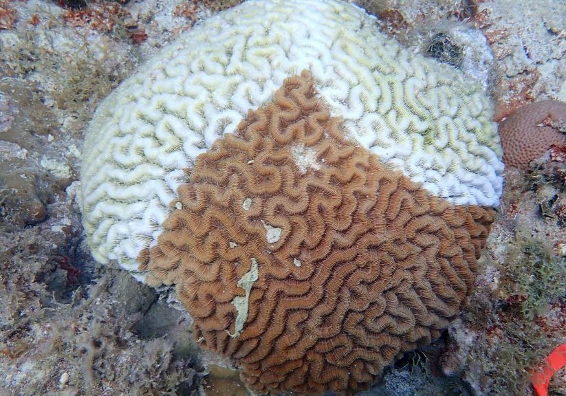 Brain-Coral